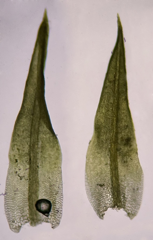 Weissia muhlenbergiana